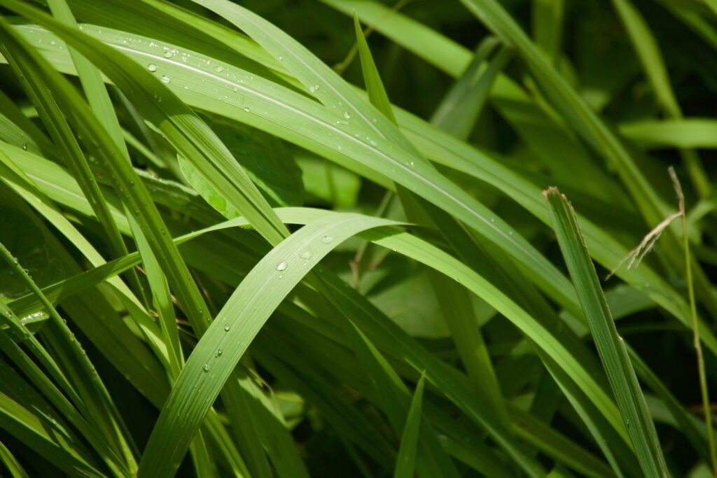 Scharfe Halme des Japanischen Blutgras