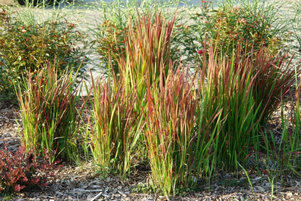 Mehrere Blutgräser im Garten