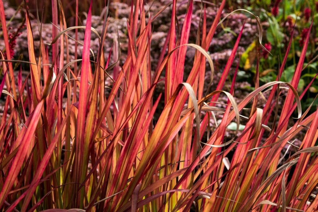 Rote Halme des Japanischen Blutgras