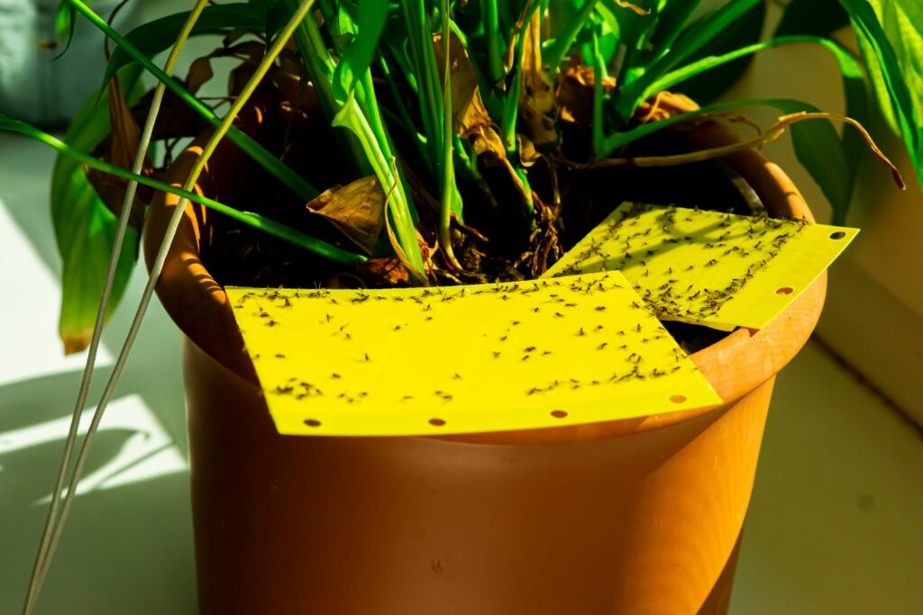 Pflanze mit Trauermücken auf Gelbtafeln