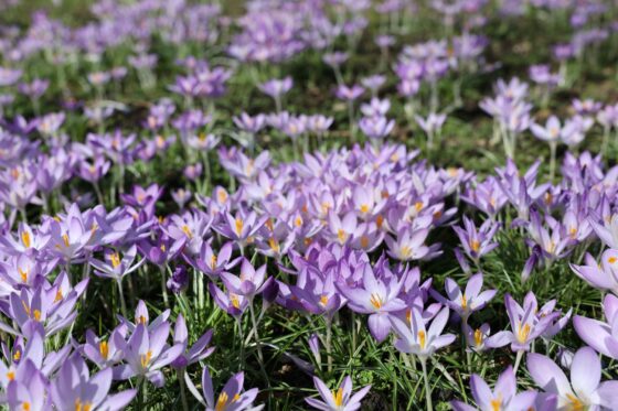 Krokus-Arten & -Sorten im Überblick