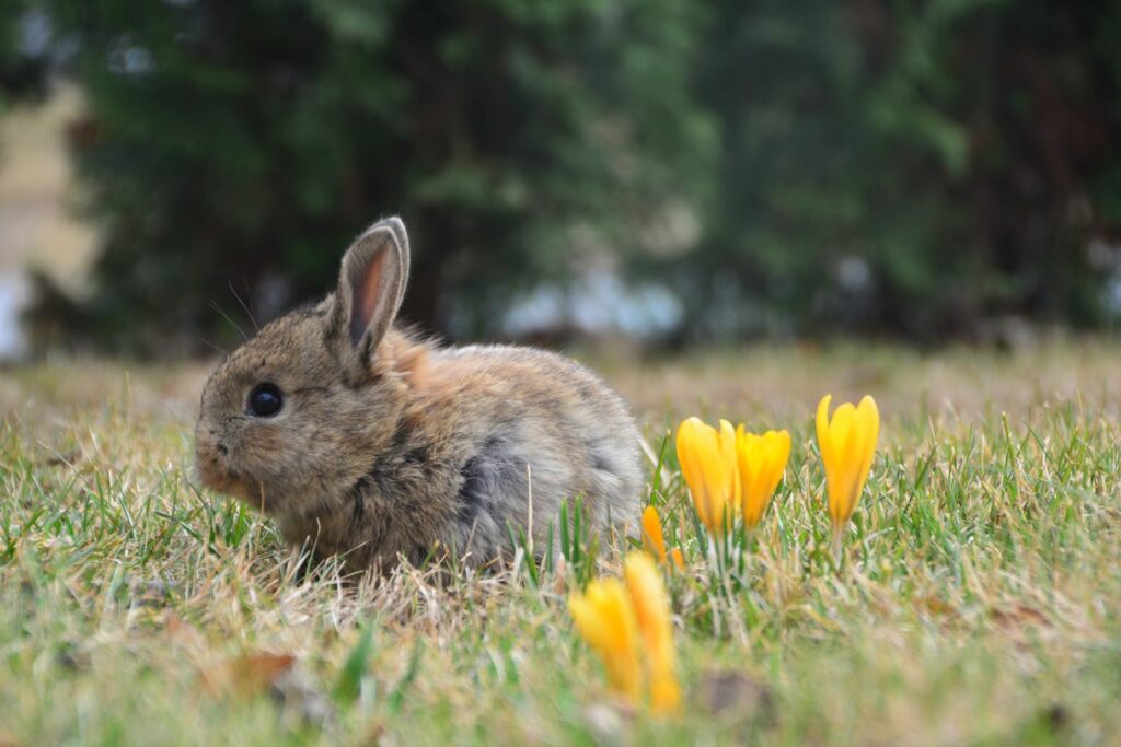 Kaninchen neben Krokus