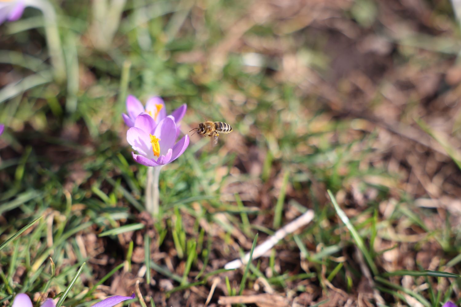 Ist der Krokus giftig für Menschen & Tiere?