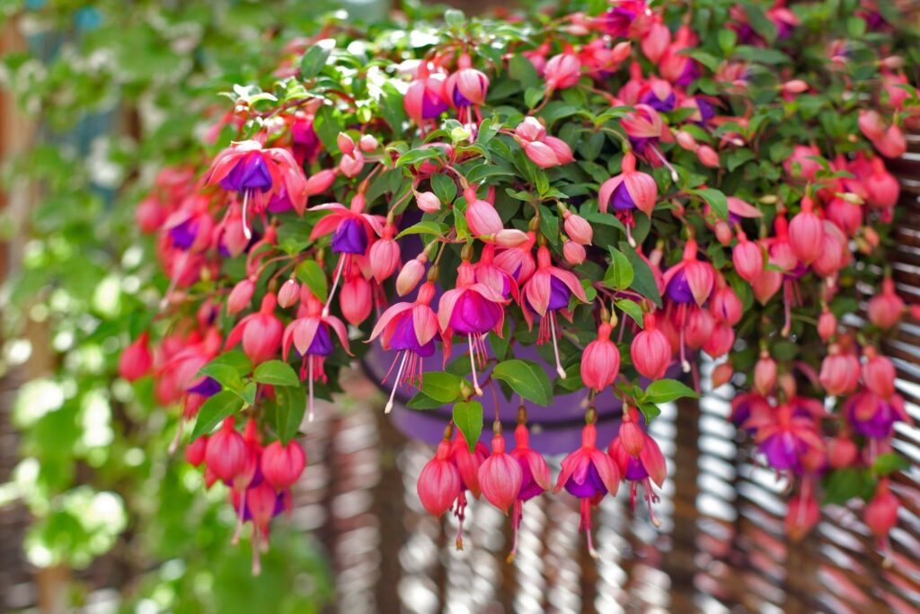 Pinke Fuchsien im Hängetopf