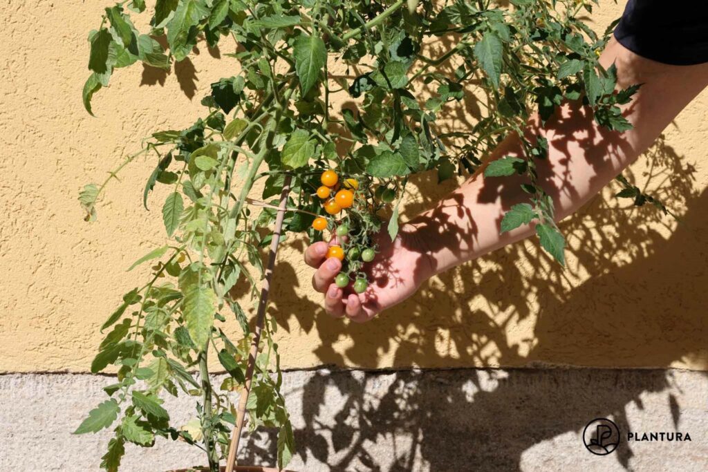 Reife Yellow-Clementine-Tomaten werden von der Pflanze gepflückt