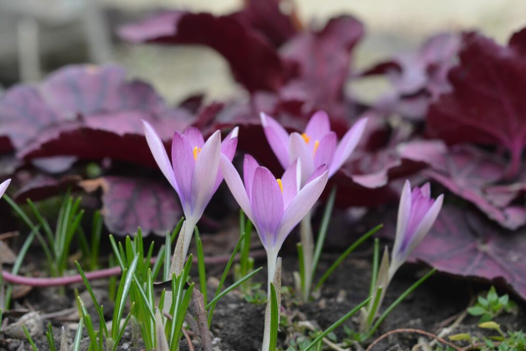 Crocus tommasinianus 'Roseus'