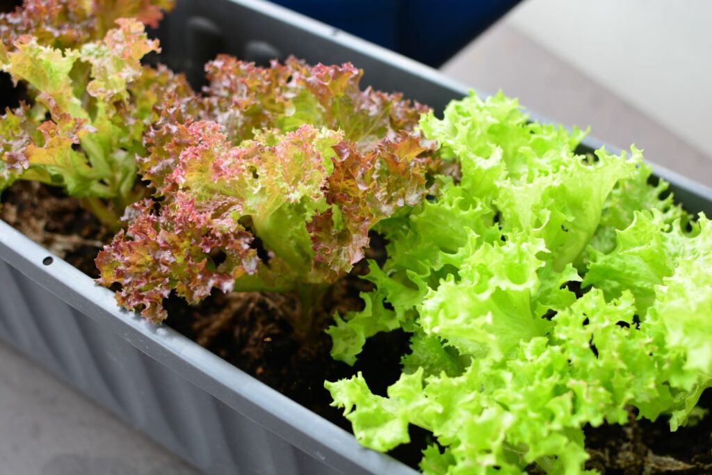Salat im Blumenkasten