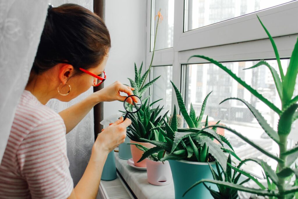 Frau untersucht Zimmerpflanze mit Lupe