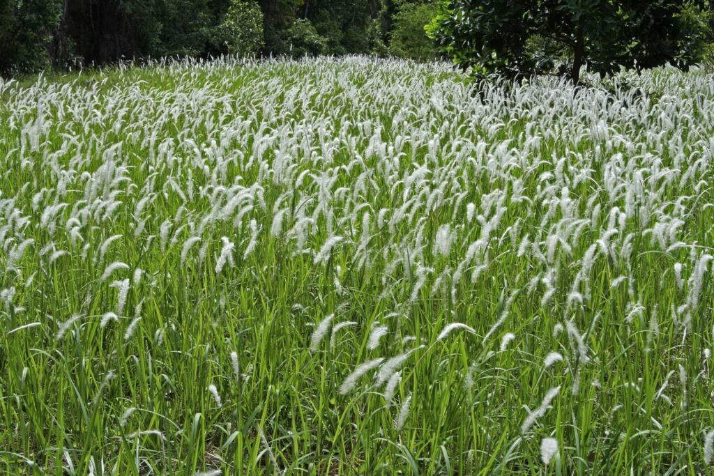 Feld mit blühendem Silberhaargras