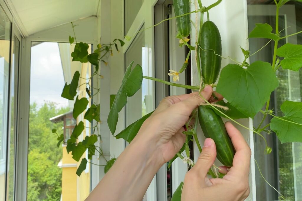 Snackgurke wird vom Balkon geerntet