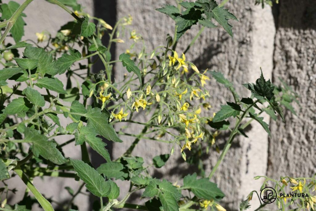 Tomatenpflanze 'Yellow Clementine' mit gelben Blüten