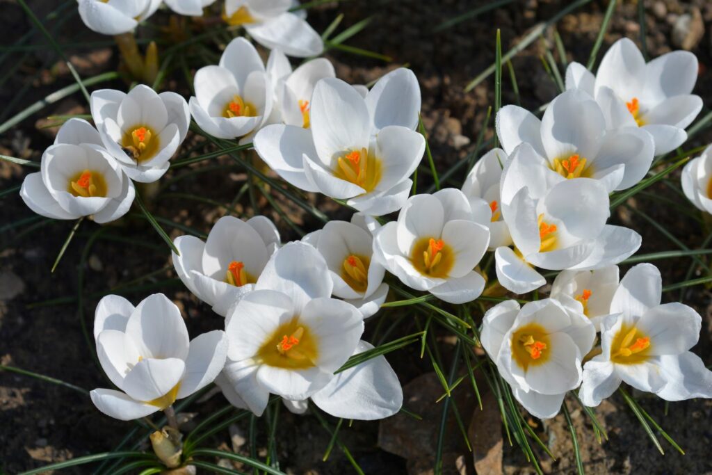 Weißer Krokus in Blüte
