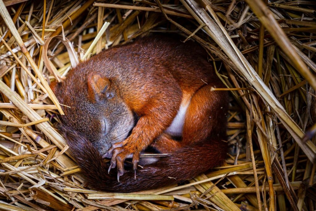Baby-Eichhörnchen im Nest