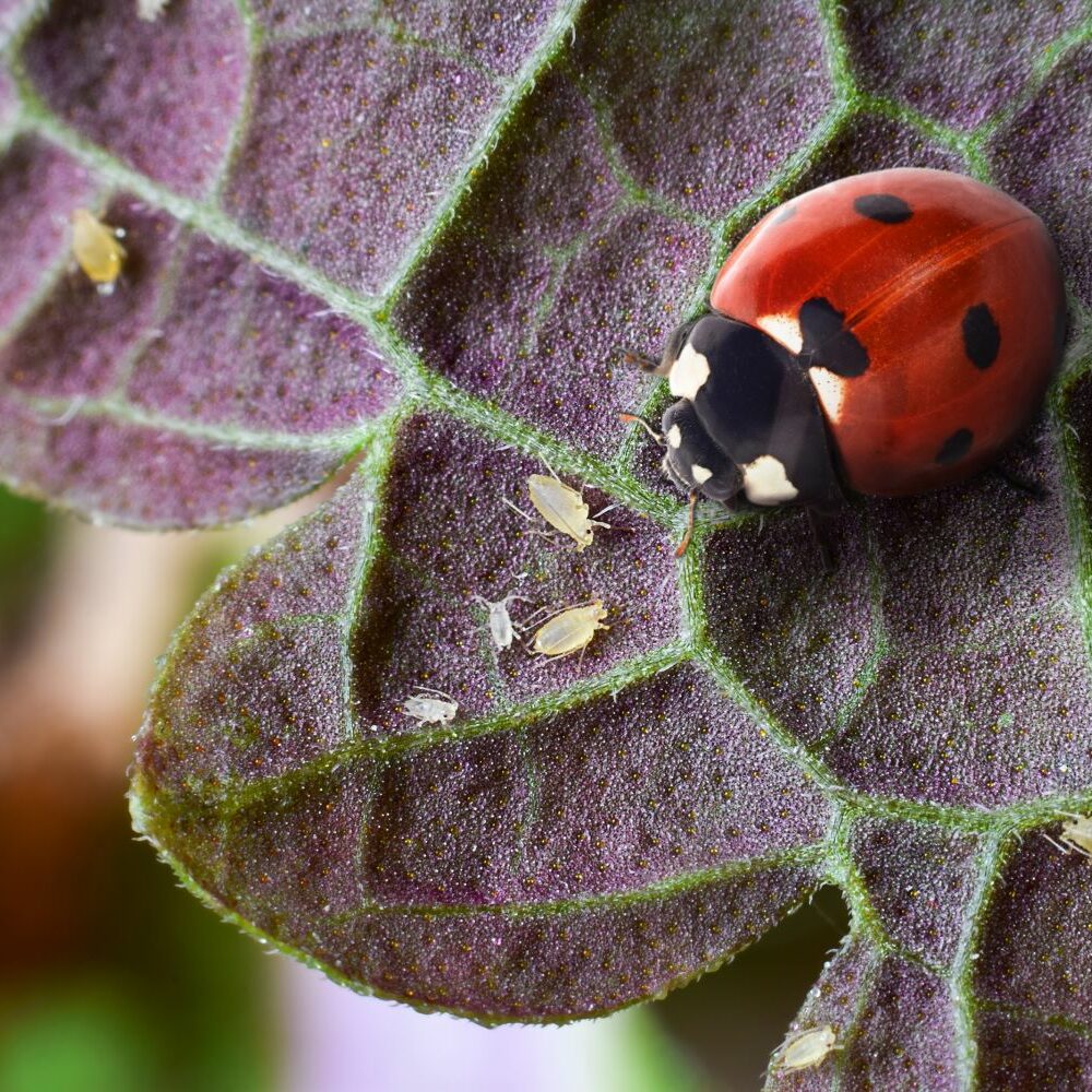Schdlinge an Zimmerpflanzen bestimmen - Plantura
