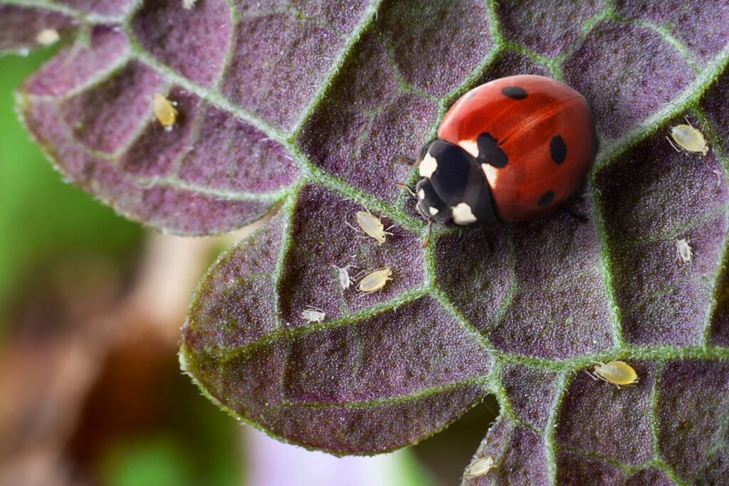 Blattläuse und Marienkäfer auf Zimmerpflanzen-Blatt