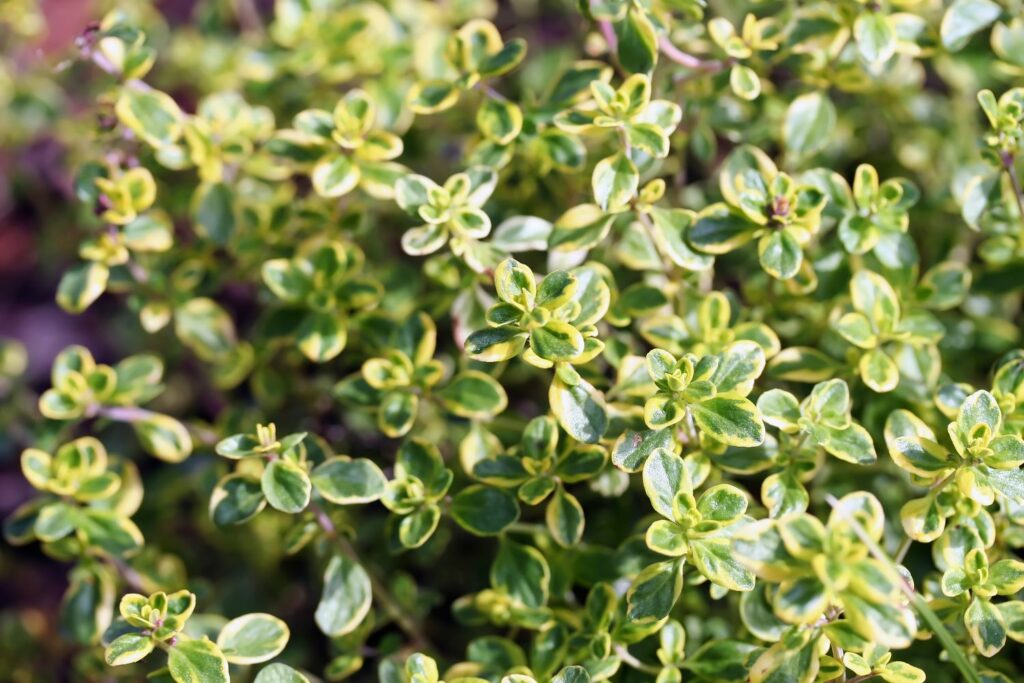 Thymian-Strauch mit gemusterten Blättern