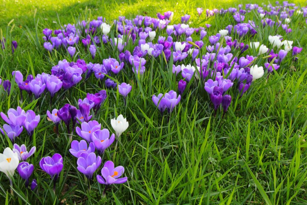 Krokus im Garten