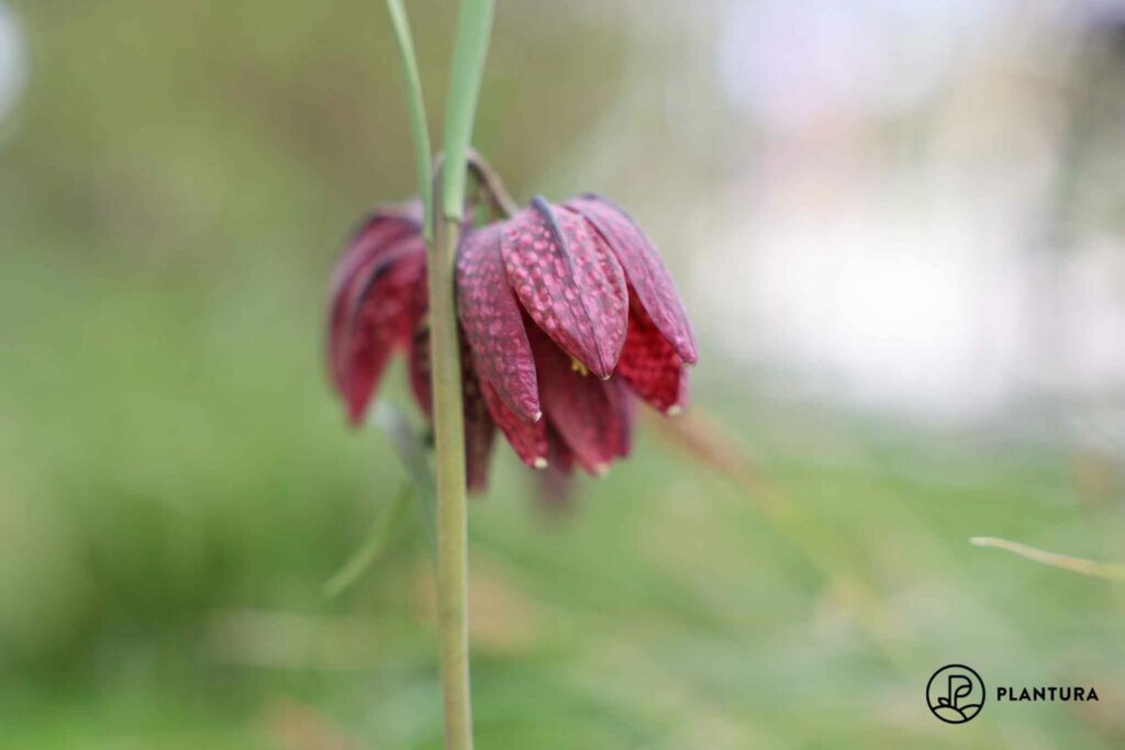 Nahaufnahme einer Schachbrettblume