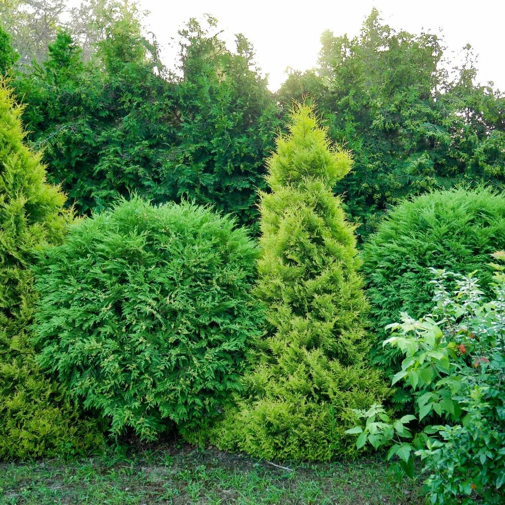 Thuja-Arten & -Sorten fr den Garten - Plantura
