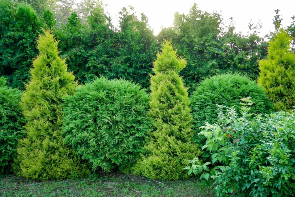 Verschiedene Thuja-Sorten nebeneinander