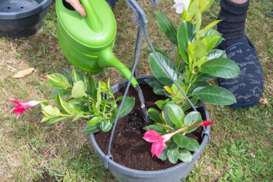 Dipladenia pflegen: Gießen, düngen & gelbe Blätter vermeiden