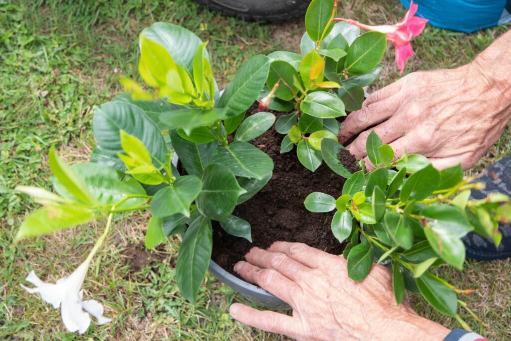 Dipladenia wird umgetopft