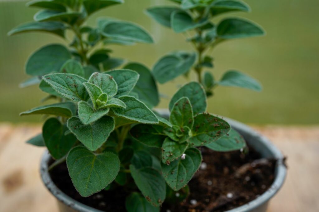 Griechischer Oregano im Topf