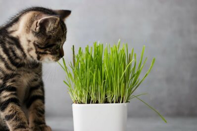 Katzengras: Eigenschaften, Anpflanzen & Pflege