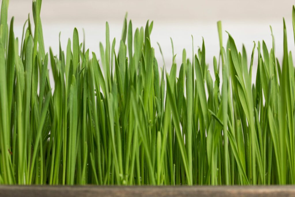 Frisch angepflanztes Katzengras 