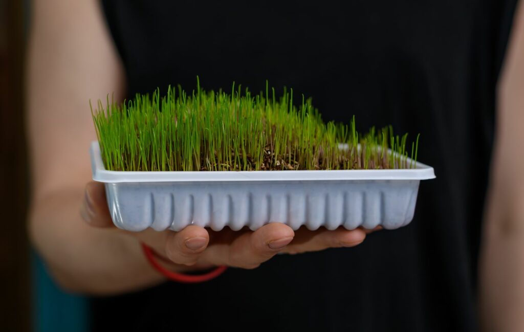 Mann hält Katzengras im Topf
