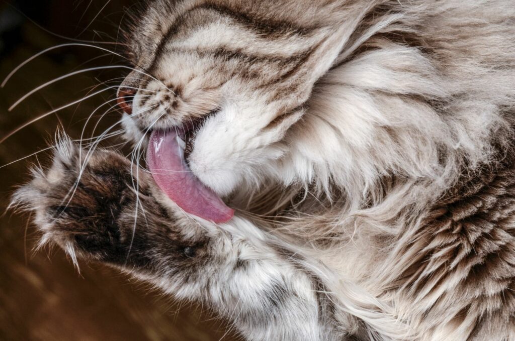 Katze bei der Fellpflege