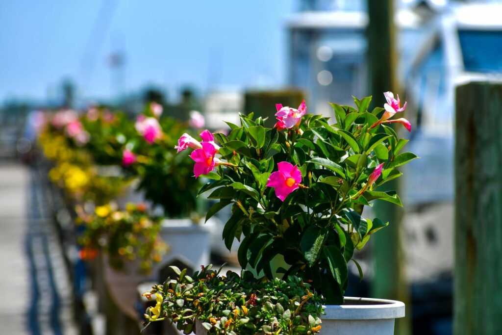 Dipladenia auf sonnigem Balkon