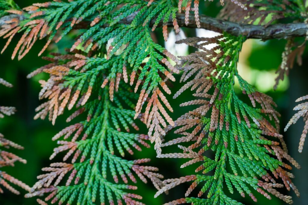 Thuja mit braunen Trieben