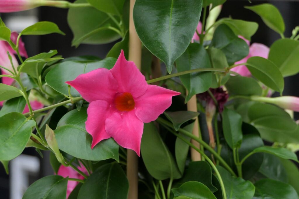 Dipladenia Sundaville®