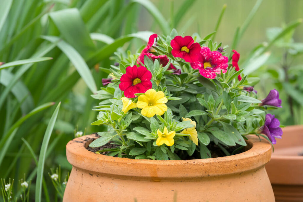 Blumen in Blumentopf