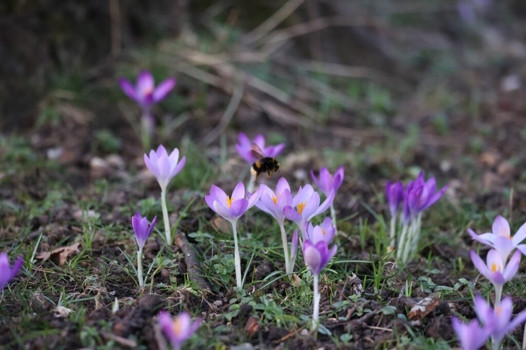 Krokus mit Biene