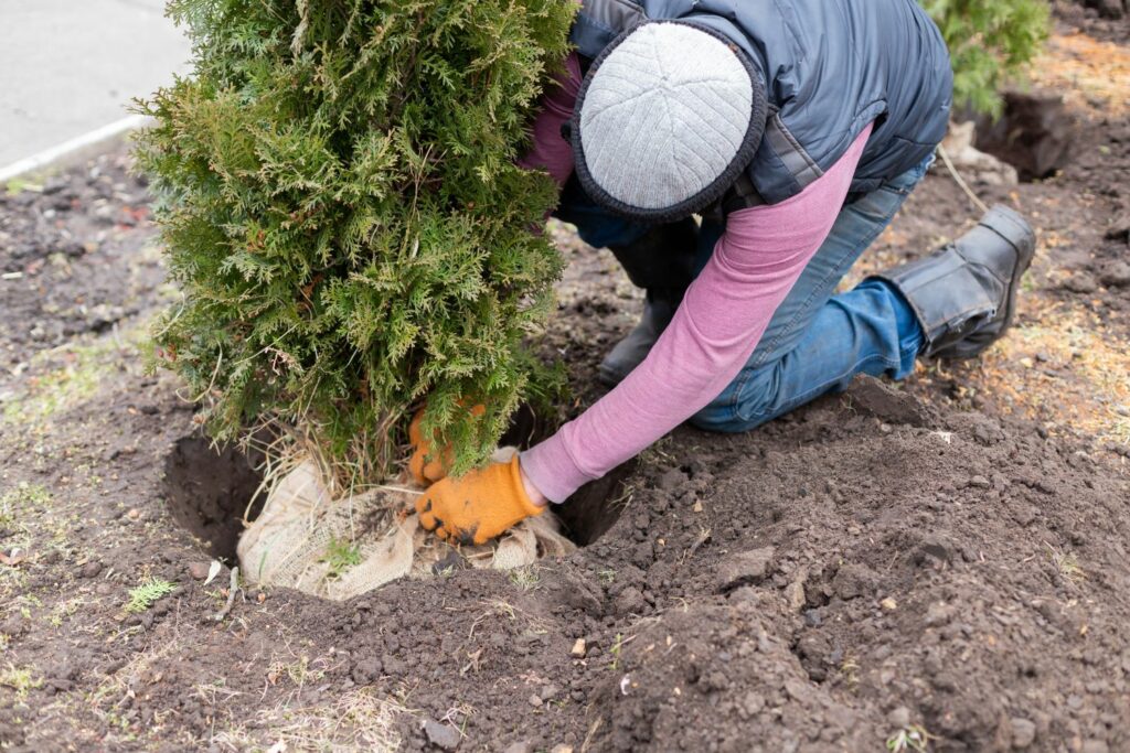 Thuja pflanzen Wann, wo & wie? Plantura