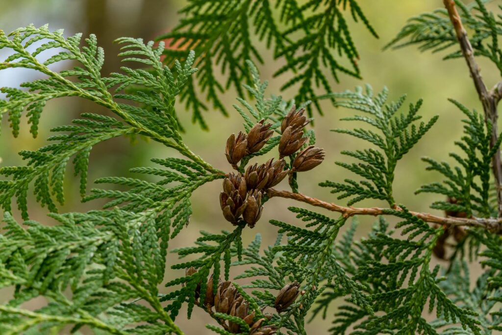 Samen der Thuja am Baum