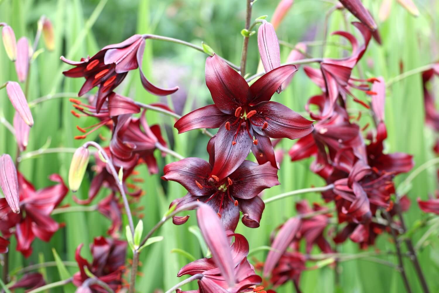Lilienarten Farbenfrohe & winterharte Sorten Plantura