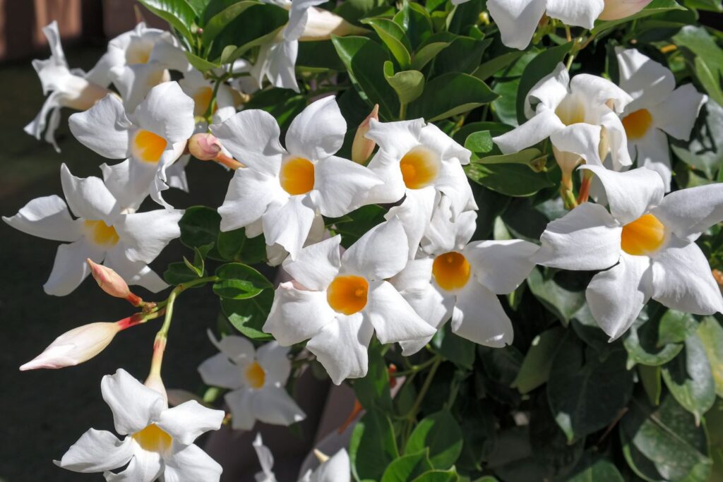 Weiße Mandevilla boliviensis