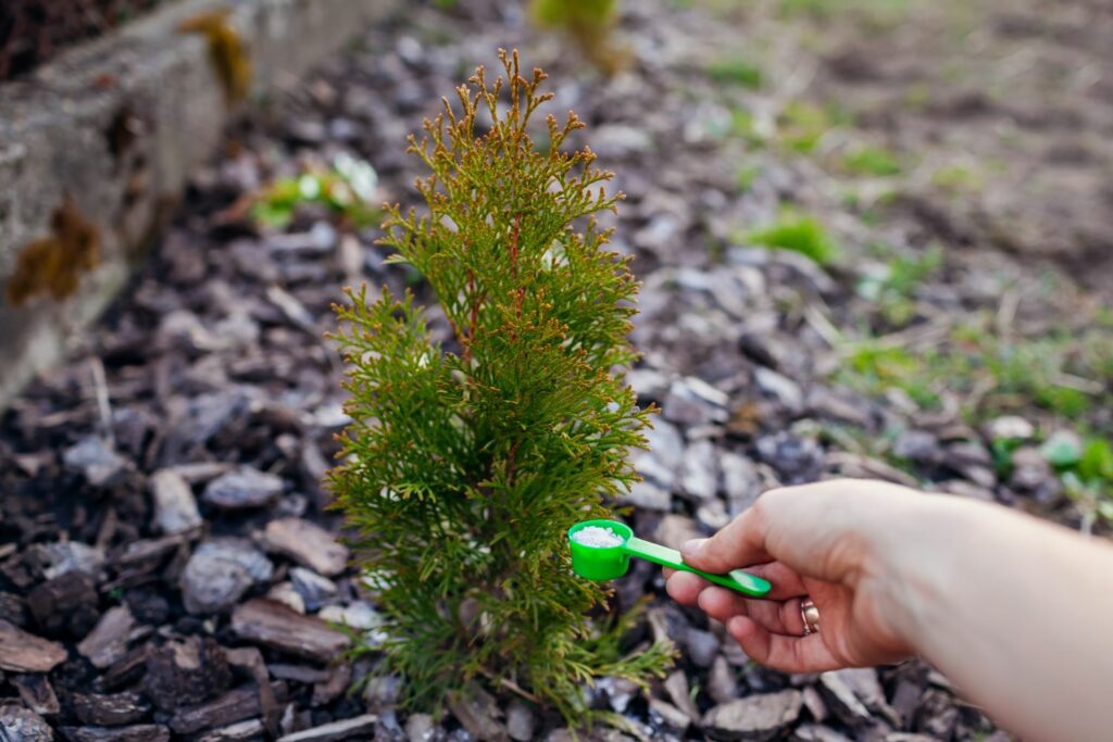 Thuja wird mit Bittersalz gedüngt