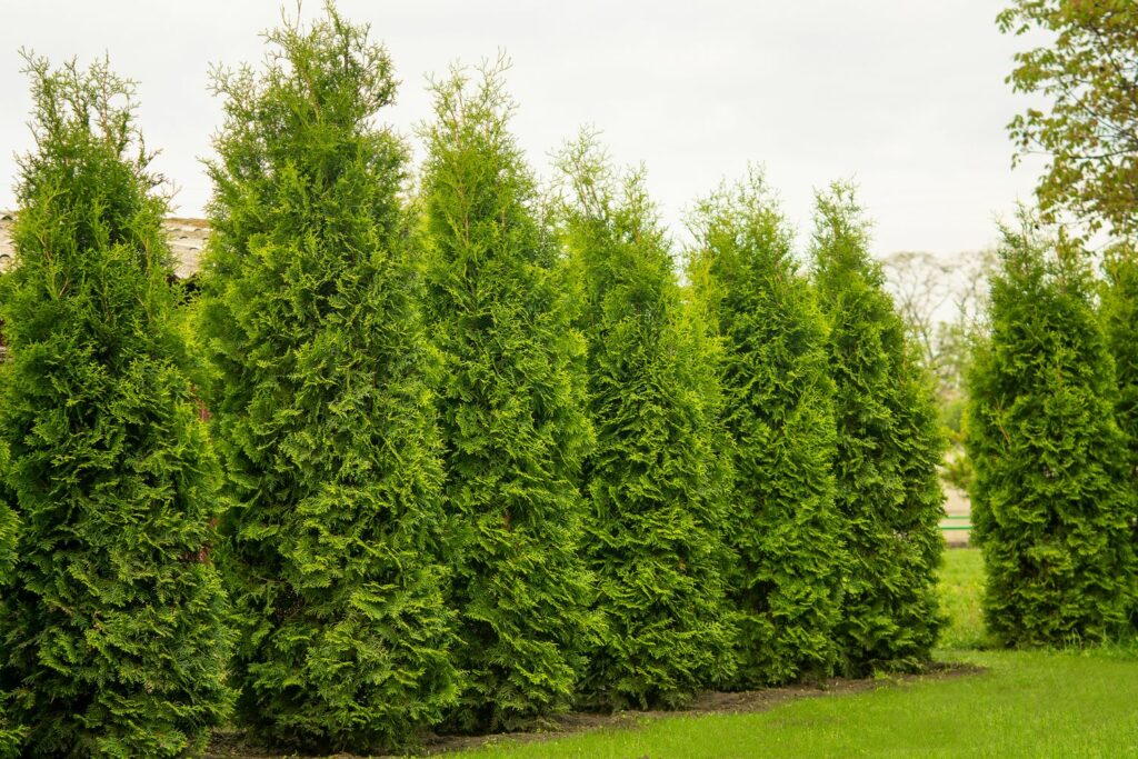 Lebensbaum als Hecke