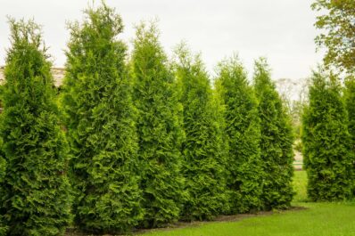 Thuja: Pflege, Giftigkeit & Vermehrung