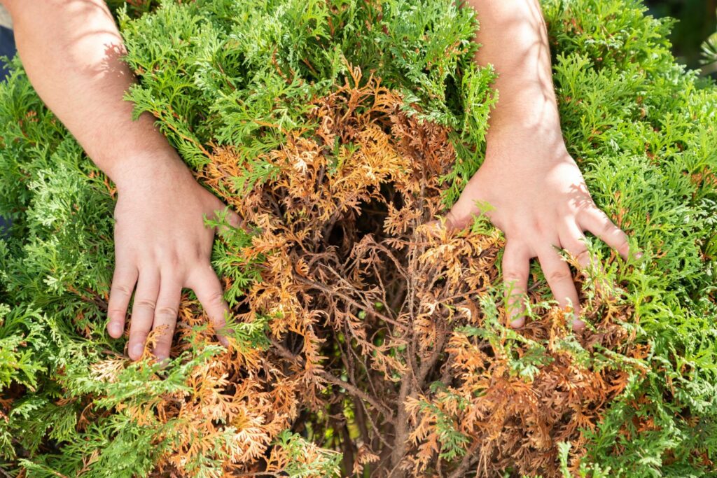 Thuja Pflege, Giftigkeit & Vermehrung Plantura