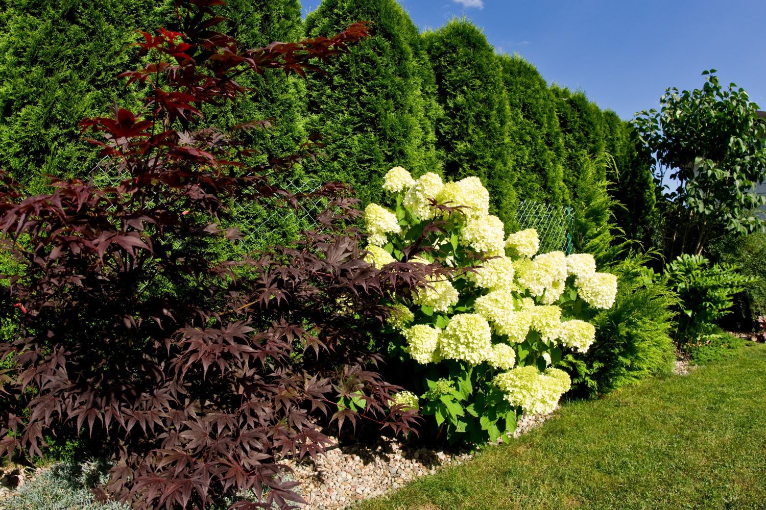 Thuja pflanzen Wann, wo & wie? Plantura