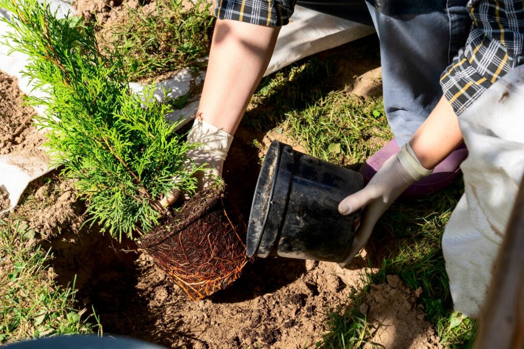 Thuja wird eingepflanzt