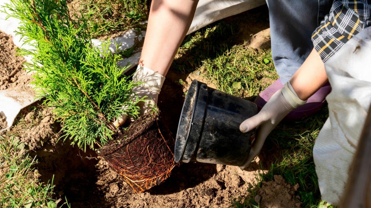 Thuja pflanzen: Wann, wo & wie? - Plantura