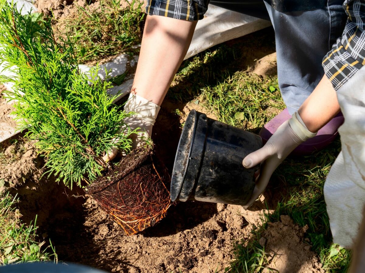 Thuja pflanzen: Wann, wo & wie? - Plantura