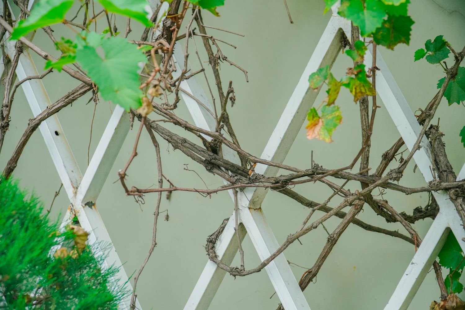 Weinrebe im Kübel pflanzen, pflegen & überwintern Plantura