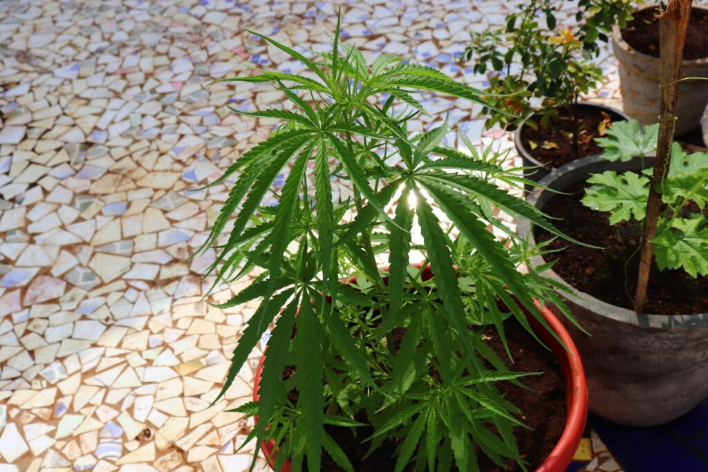 Cannabispflanze auf dem Balkon
